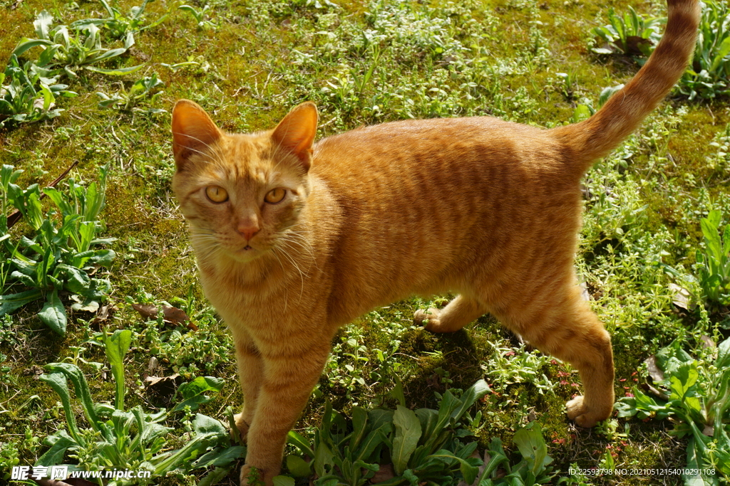 中华狸花猫橘猫