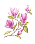 素材花