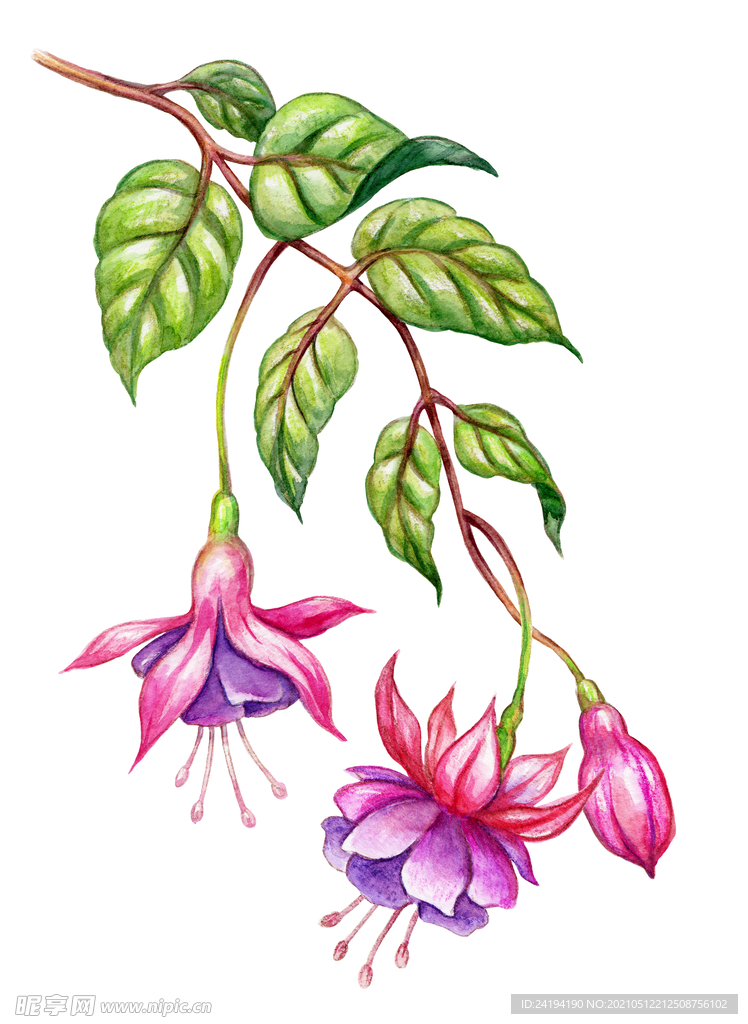 素材花