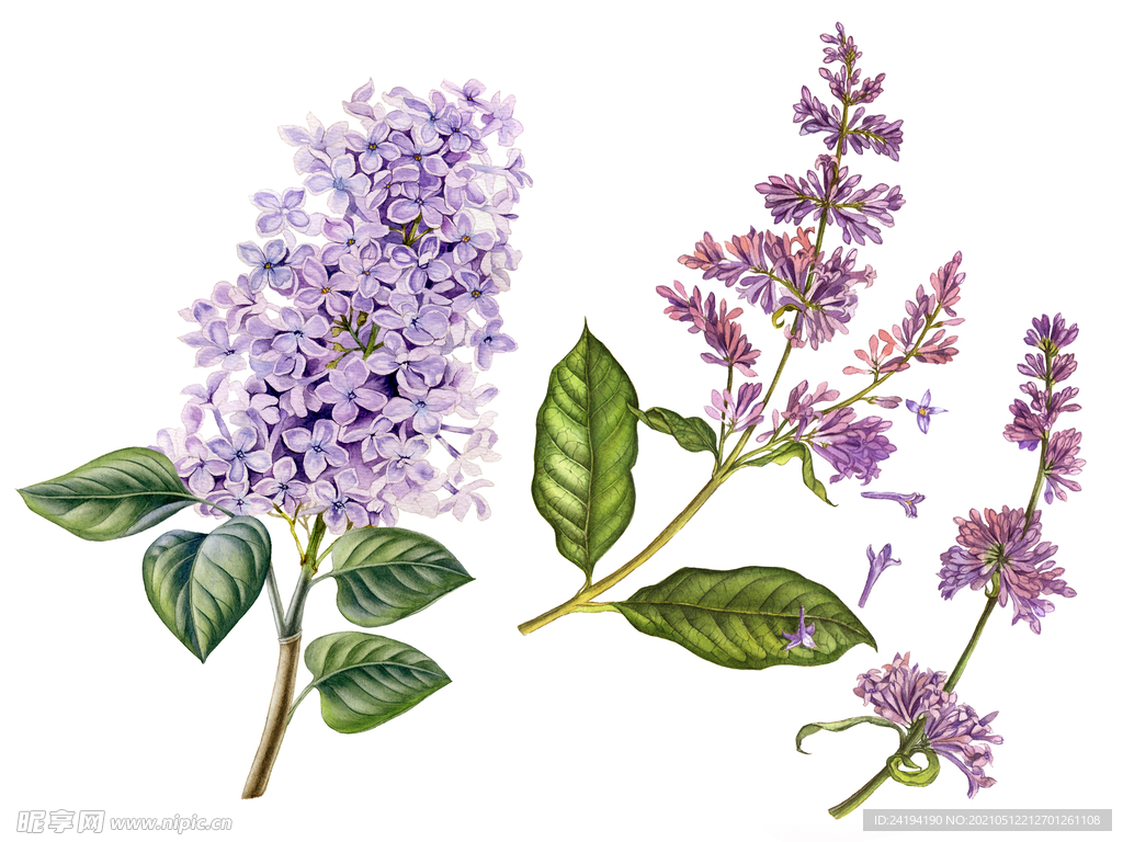 素材花