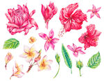 素材 花