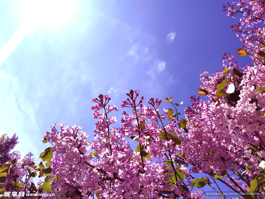 丁香花开