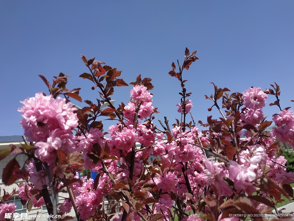 花开季节