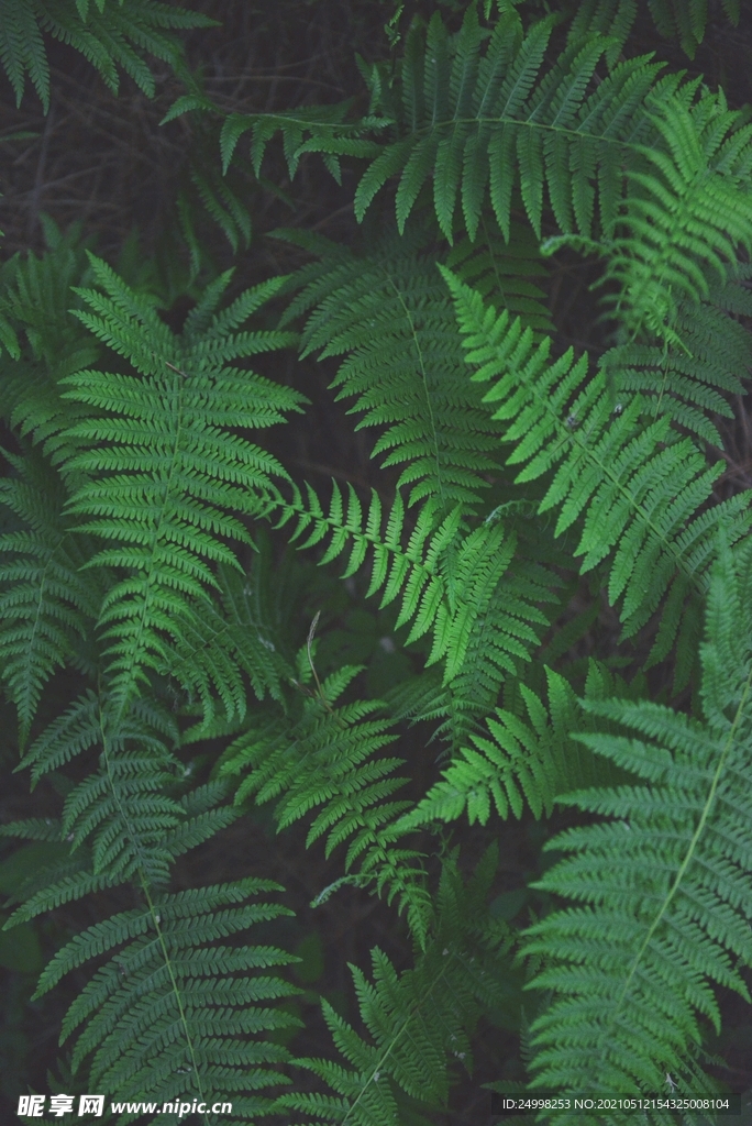 植物