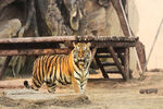 动物园狮虎山老虎摄影