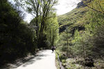 林间小路
