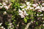 小粉花