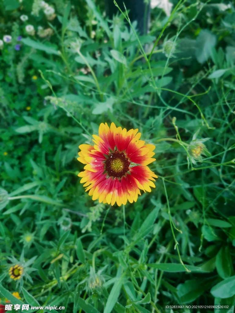 太阳花