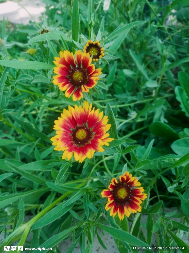 太阳花