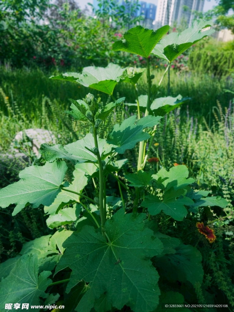 花树
