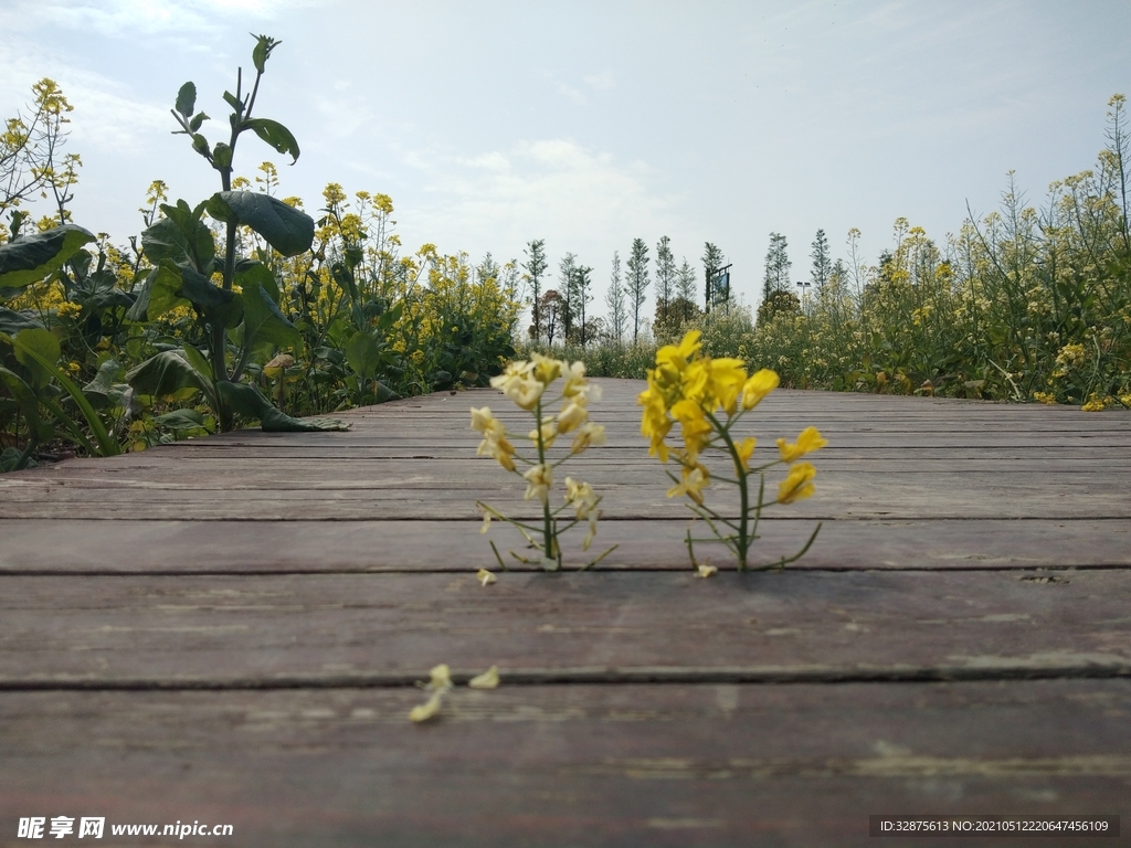 油菜花