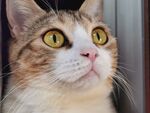 睁大双眼的猫