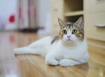 趴在地板上的家猫