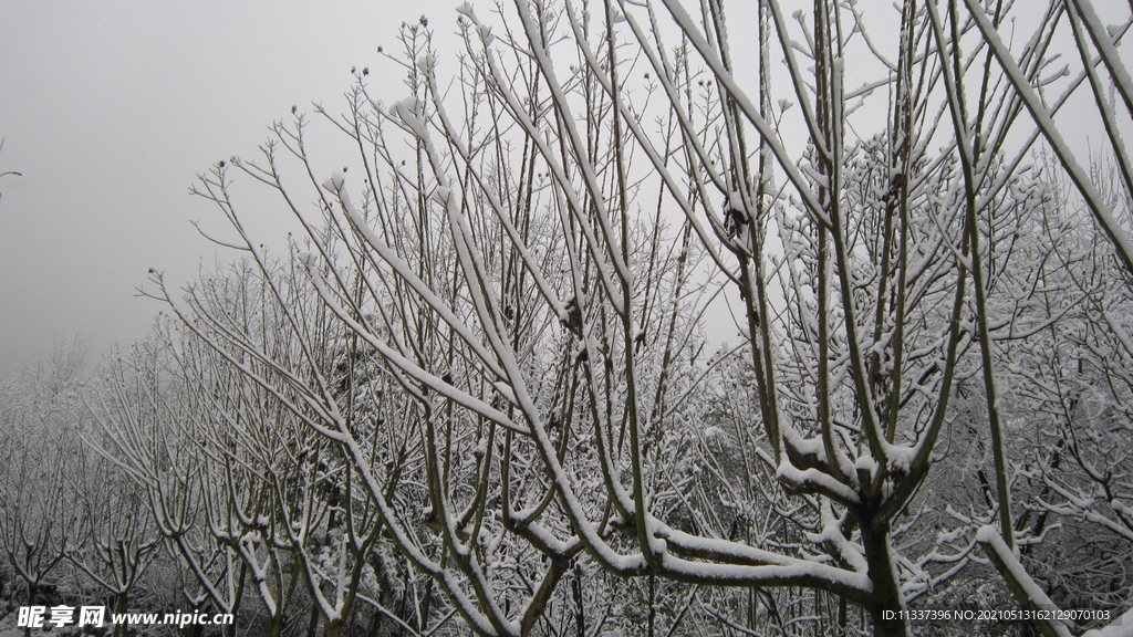 雪和树枝