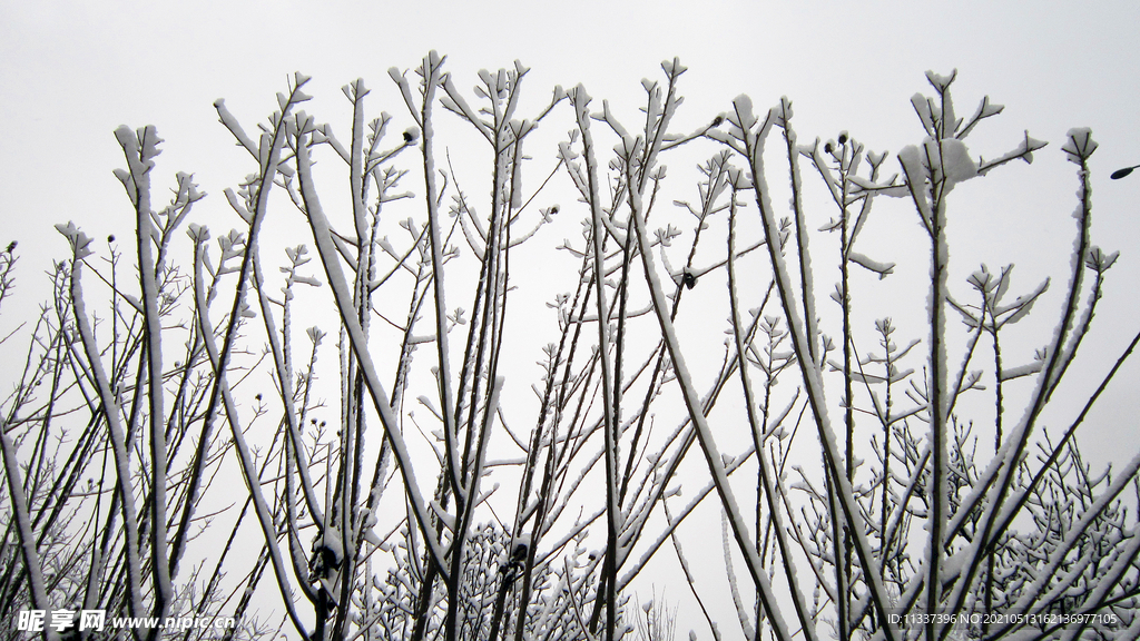 冰雪树枝
