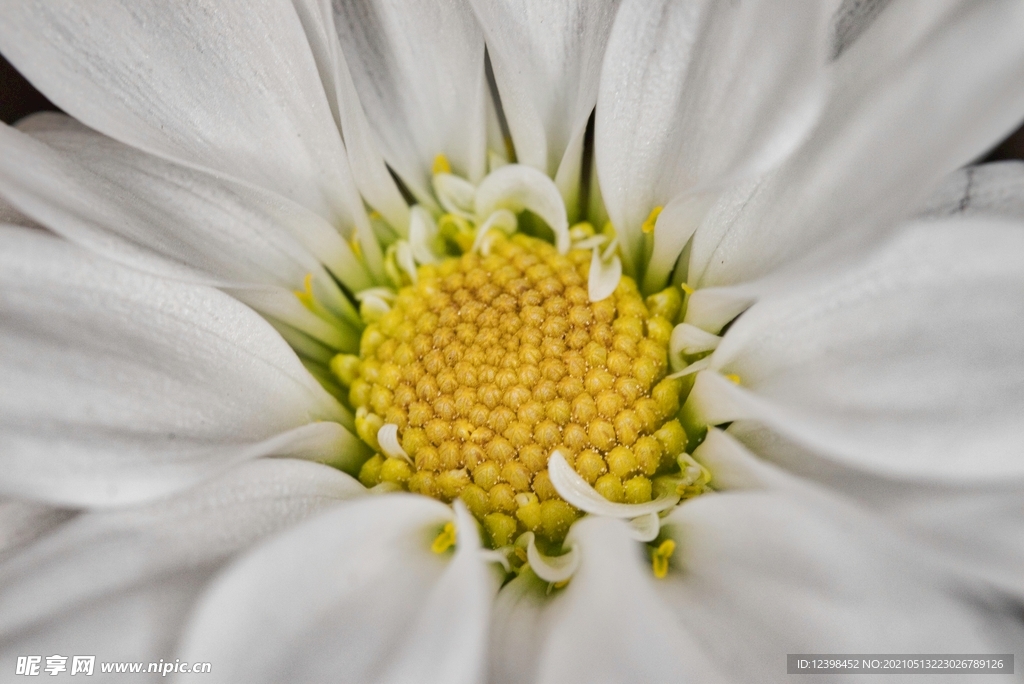 雏菊