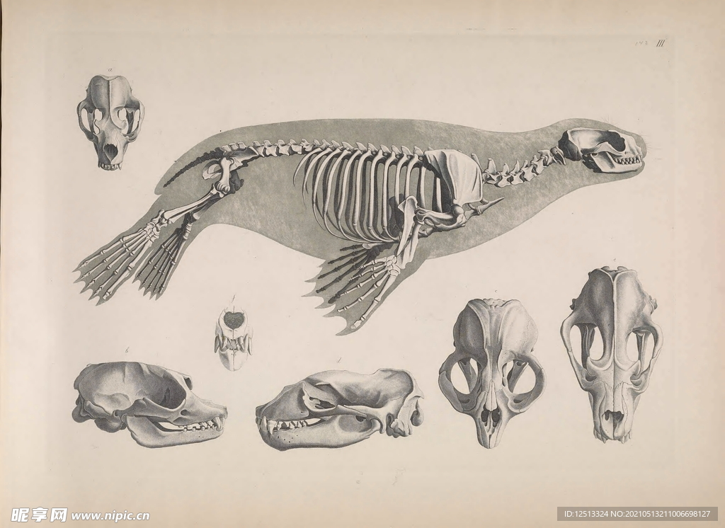 海豹骨骼