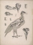 鸟类骨骼