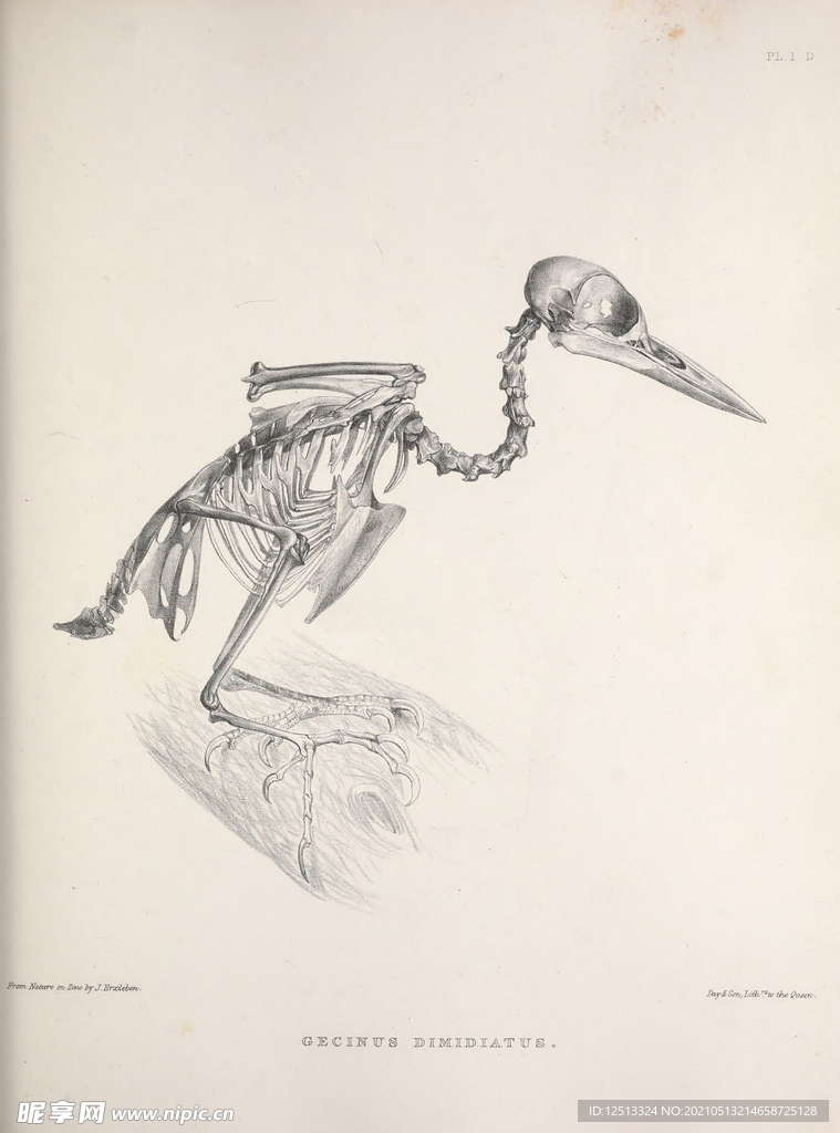 鸟类骨骼
