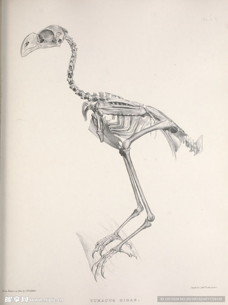 鸟类骨骼