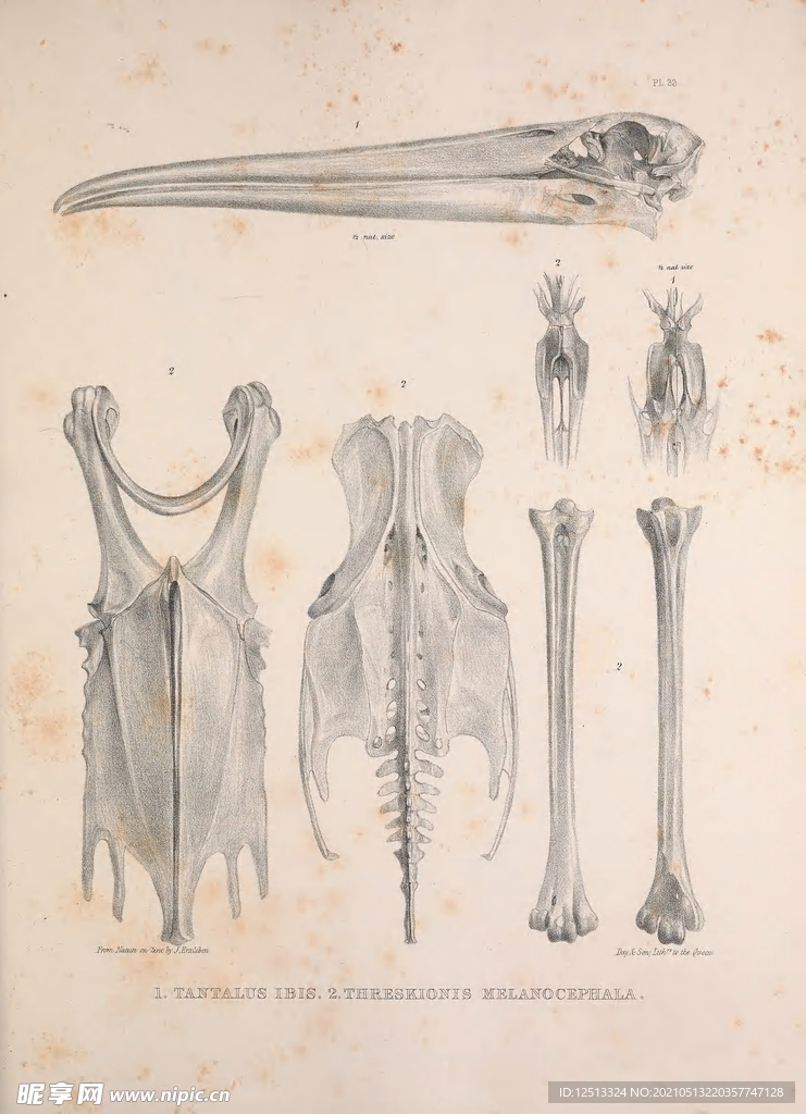 鸟类骨骼