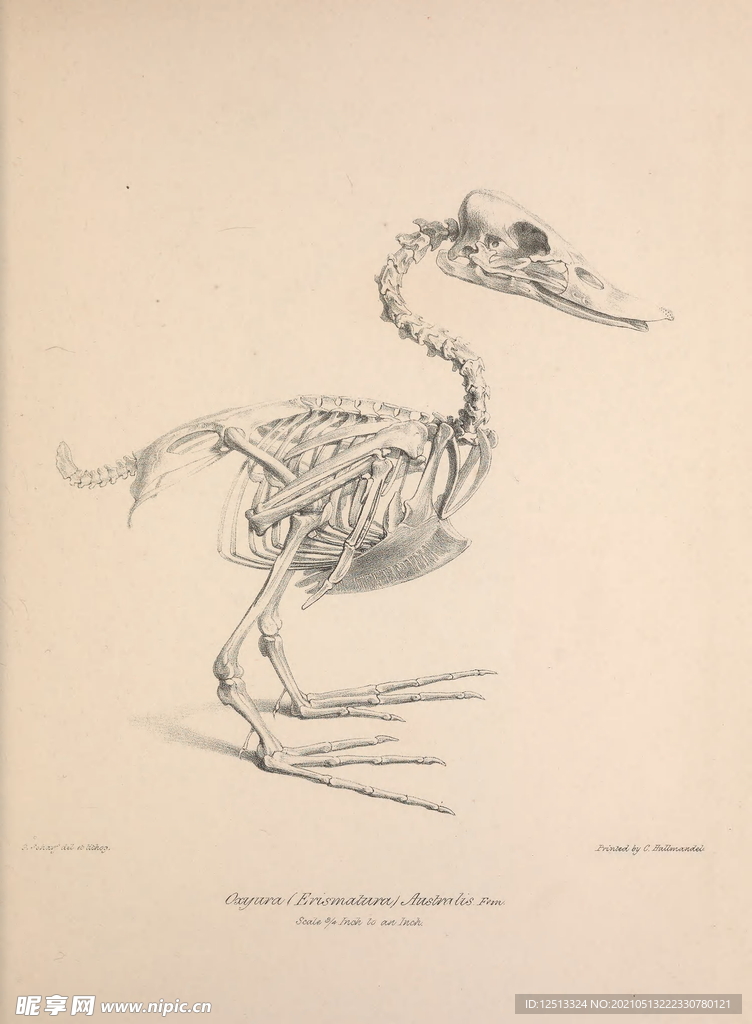 鸟类骨骼