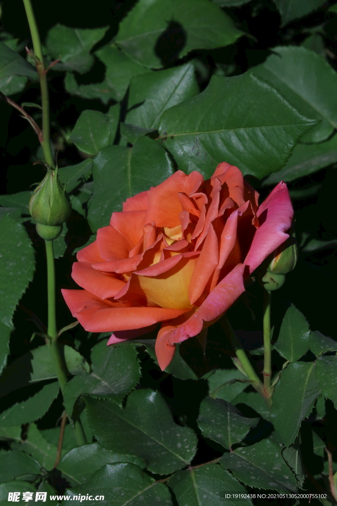 月季花 