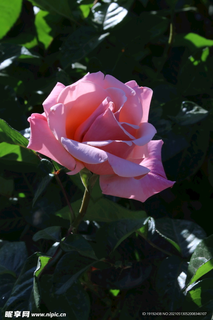 月季花