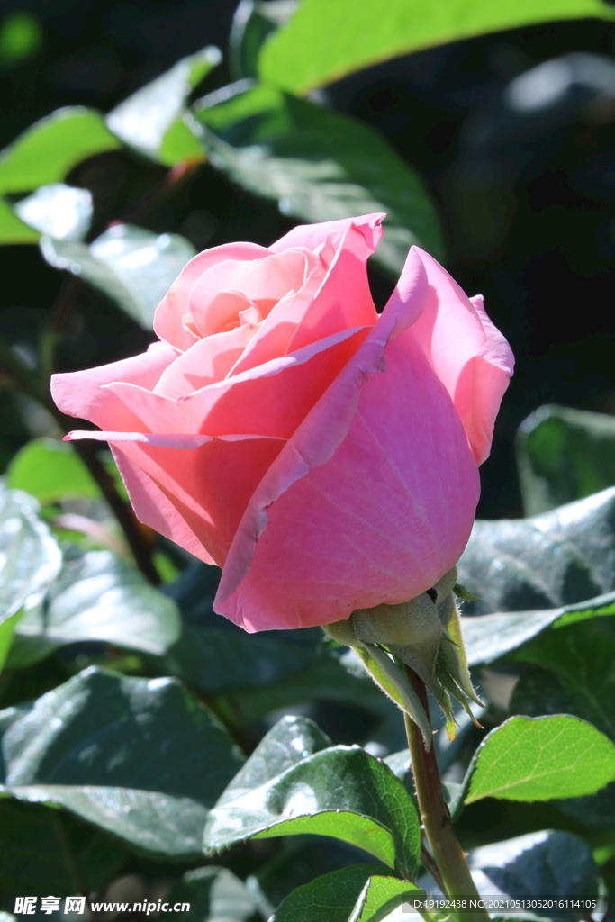 月季花 