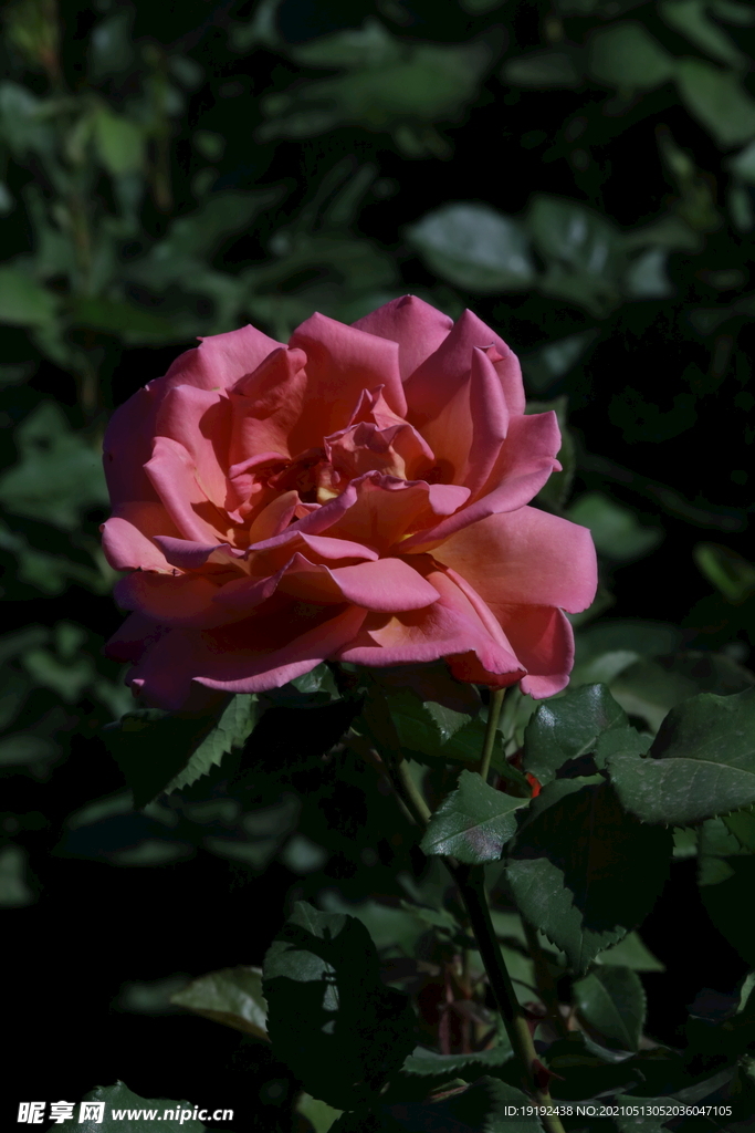 月季花 