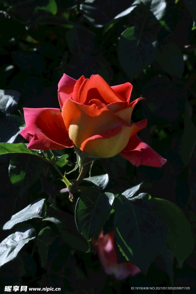 月季花 
