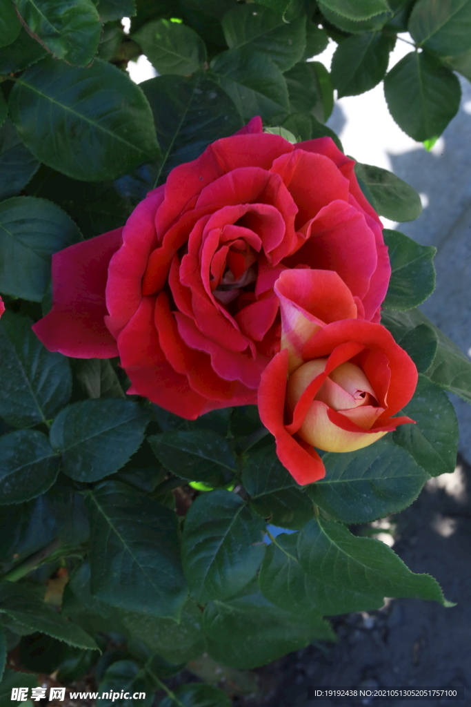月季花 