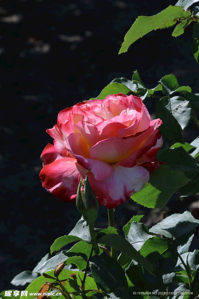 月季花 