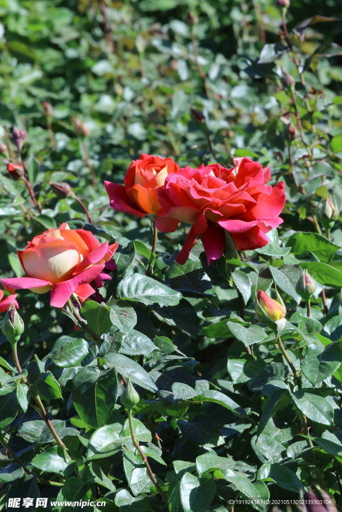 月季花