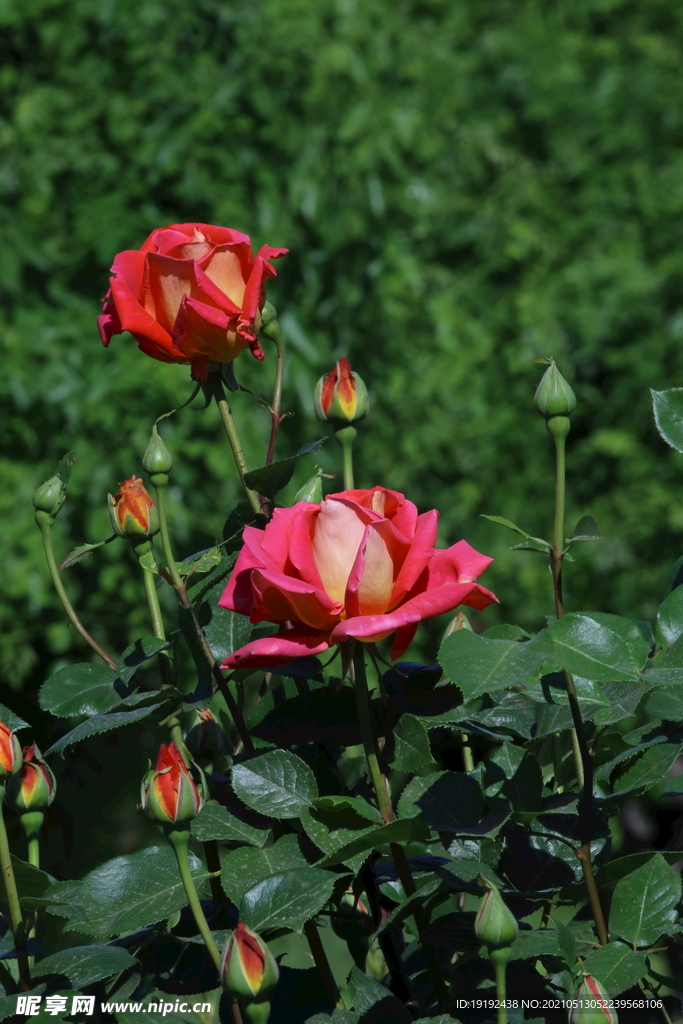 月季花