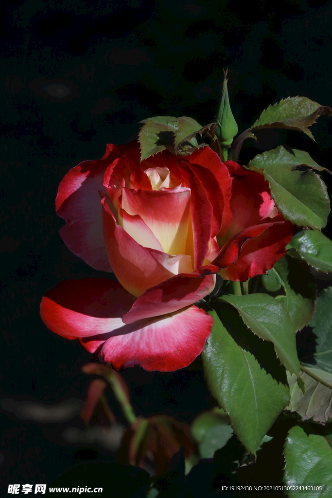 月季花 