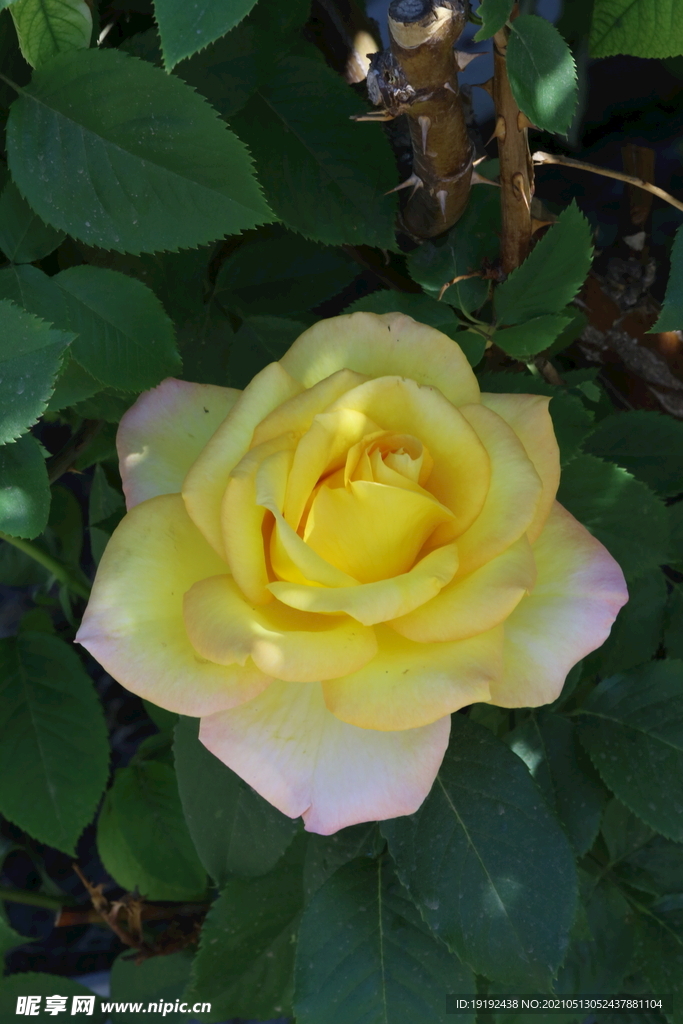 月季花 