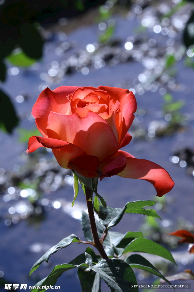 月季花 