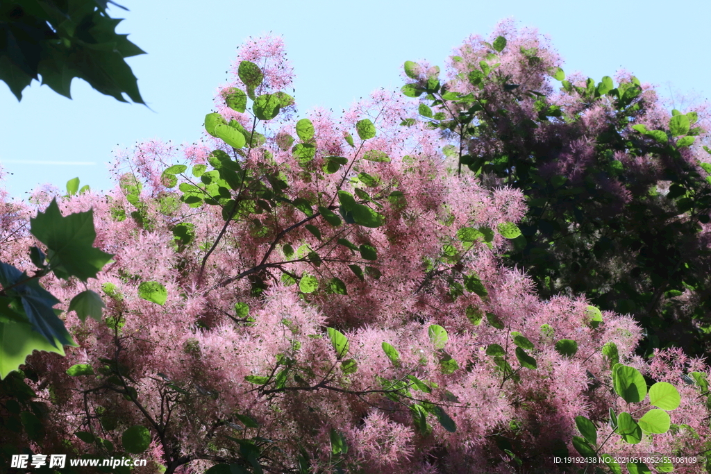 黄栌花 