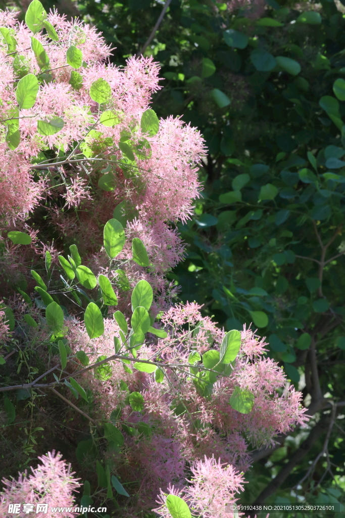 黄栌花 