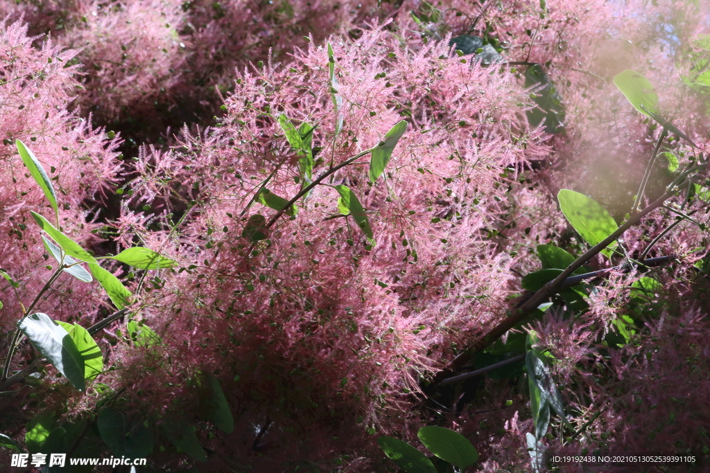 黄栌花 