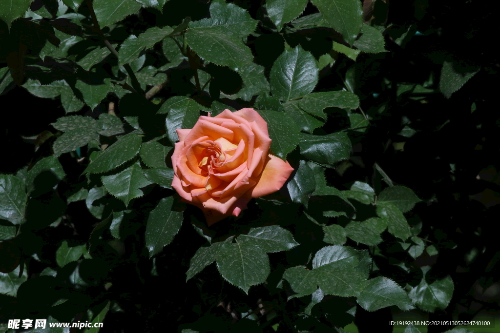 月季花 