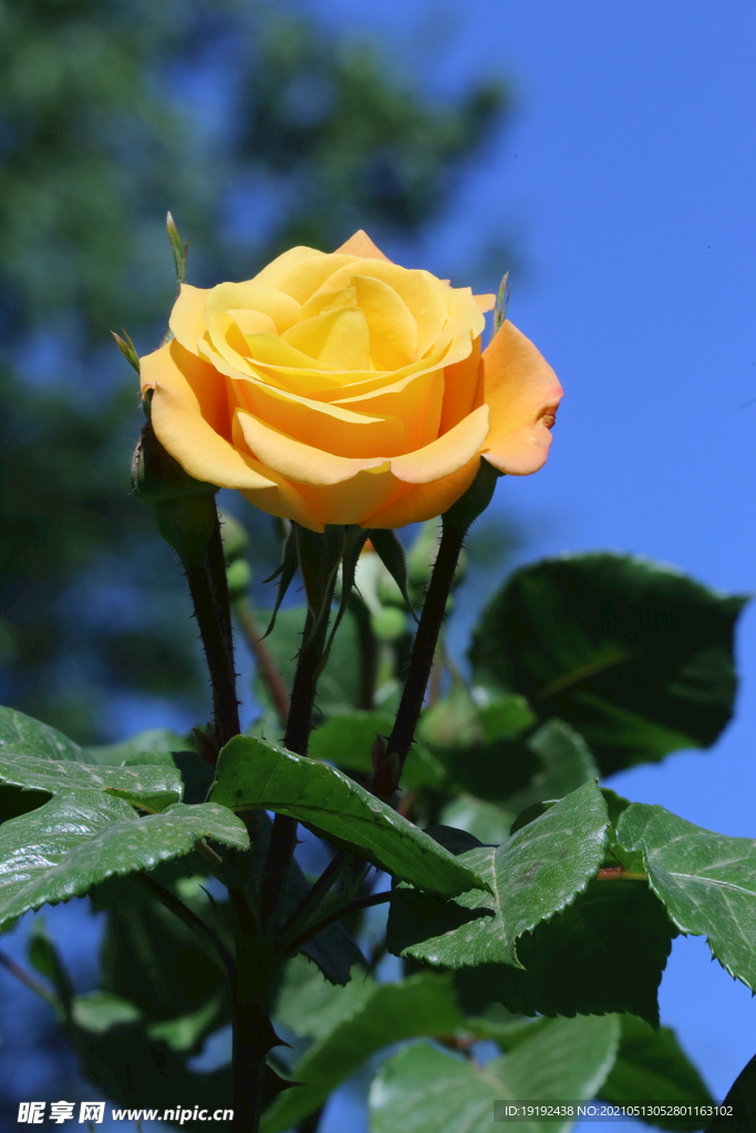 月季花 