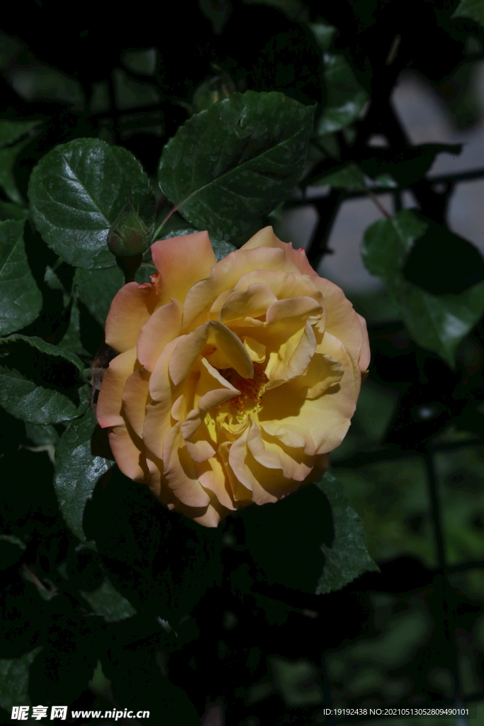 月季花