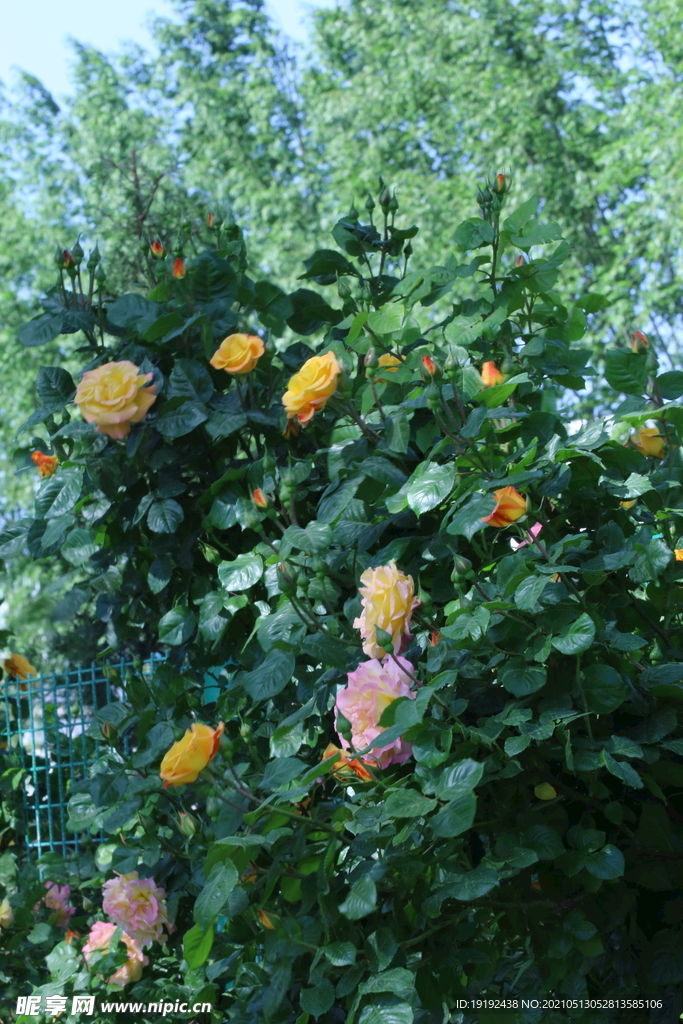月季花 