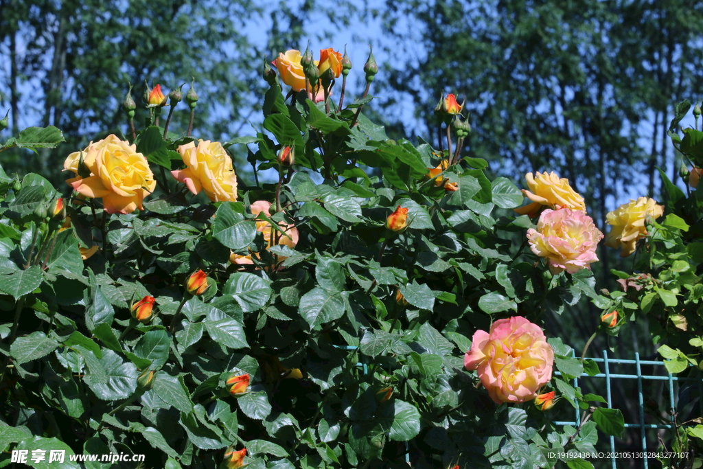 月季花