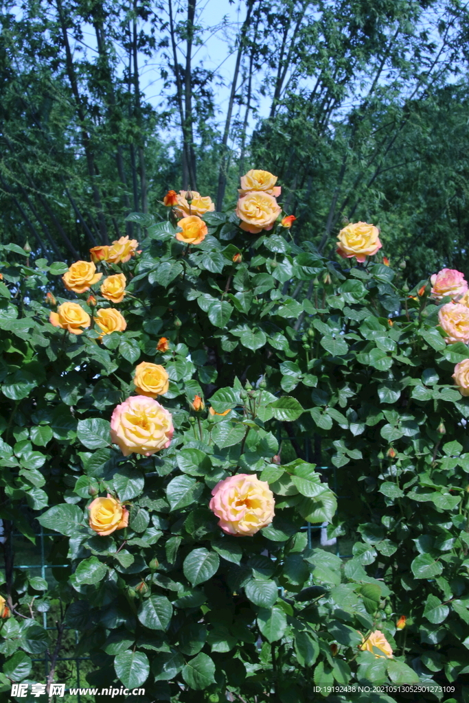 月季花