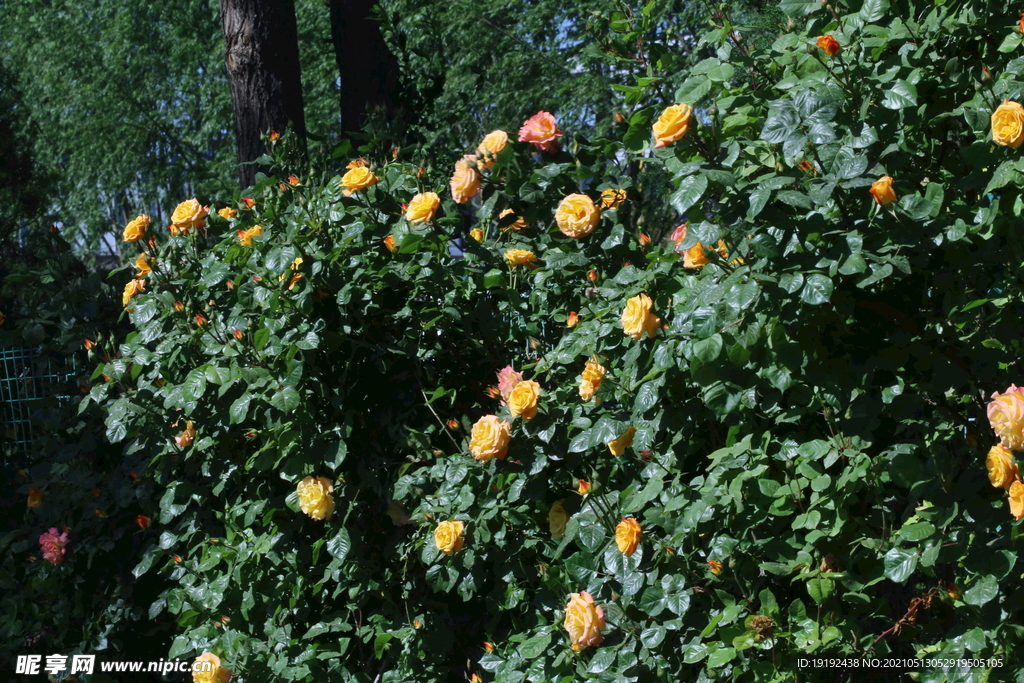 月季花
