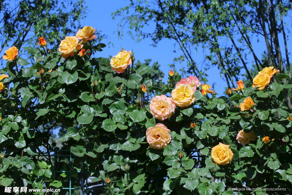 月季花