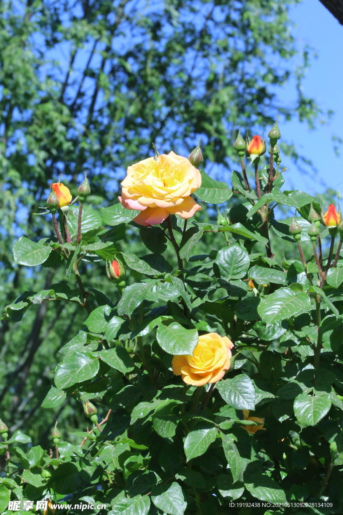 月季花 